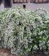 Deutzia Gracilis