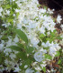 Deutzia Gracilis Nikko