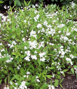 Deutzia Gracilis Nikko