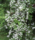 Deutzia Magnifica