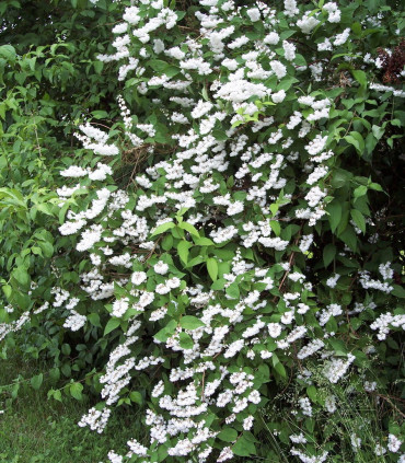 Deutzia Magnifica