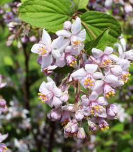 Deutzia Mont Rose
