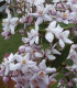 Deutzia Mont Rose