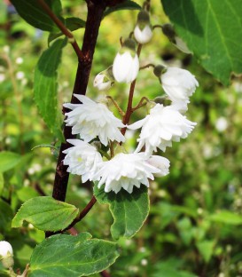 Deutzia Scabra Candidissima