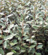 Elaeagnus Ebbingei