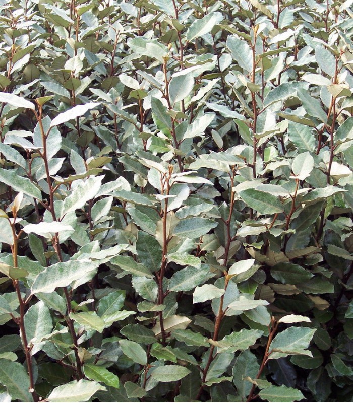 ELAEAGNUS Ebbingei ELAEAGNUS Ebbingei
