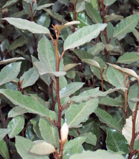 Elaeagnus Ebbingei