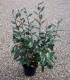 Elaeagnus Ebbingei