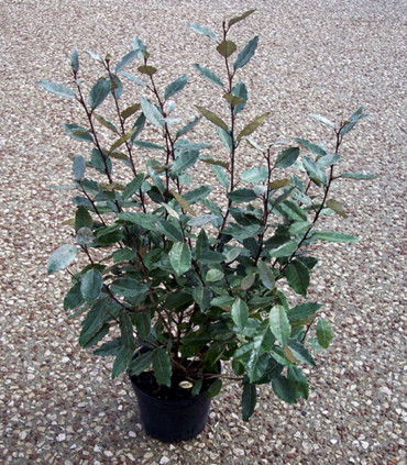 Elaeagnus Ebbingei