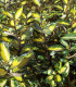 Elaeagnus Ebbingei Limelight