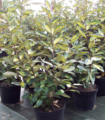 Elaeagnus Ebbingei Limelight
