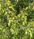 Elaeagnus Ebbingei Limelight