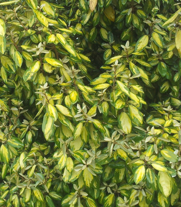 Elaeagnus Ebbingei Limelight