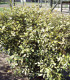 Elaeagnus Pungens Maculata
