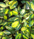 Elaeagnus Pungens Maculata