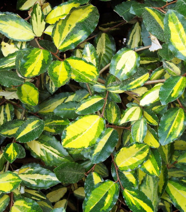 Elaeagnus Pungens Maculata
