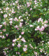 Escallonia Donard Séedling