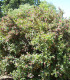 Escallonia Donard Séedling
