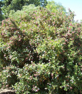 Escallonia Donard Séedling