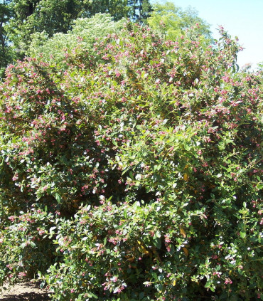 Escallonia Donard Séedling