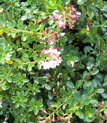 Escallonia Donard Séedling