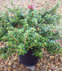 Escallonia Red Dream