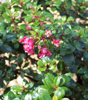 Escallonia Red Dream