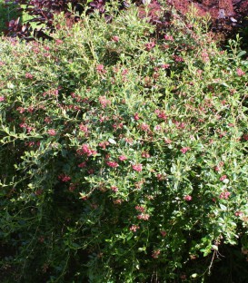 Escallonia Rubra Var. Macrantha