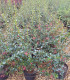 Escallonia Rubra Var. Macrantha