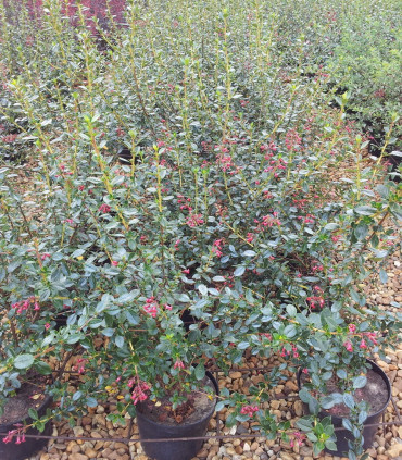 Escallonia Rubra Var. Macrantha