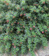 Escallonia Rubra Var. Macrantha