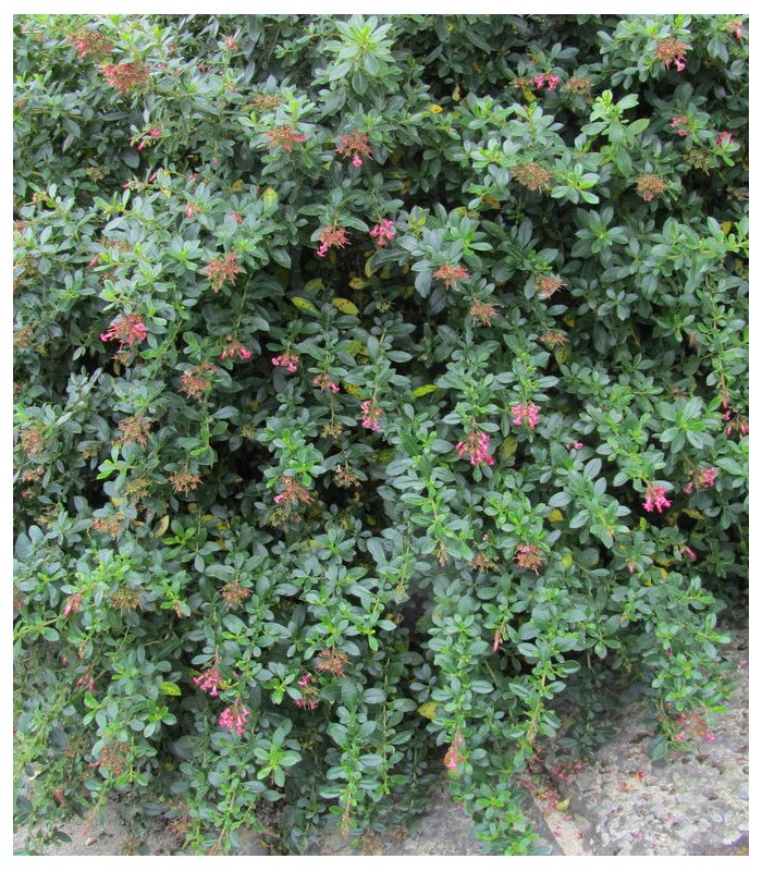 ESCALLONIA rubra var. macrantha