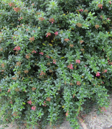 Escallonia Rubra Var. Macrantha