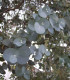 Eucalyptus Gunnii