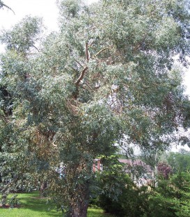 Eucalyptus Gunnii