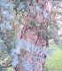 Eucalyptus Gunnii
