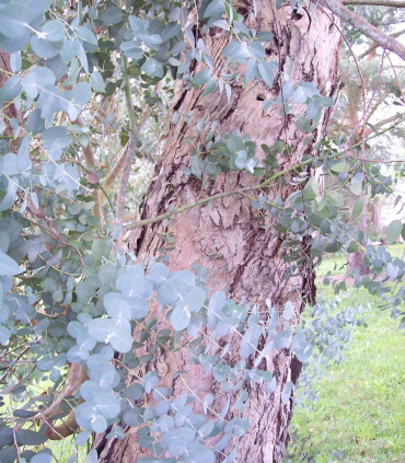 Eucalyptus Gunnii