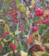 Euonymus Europaeus / Fusain D'Europe