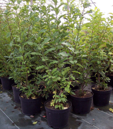 Euonymus Europaeus / Fusain D'Europe