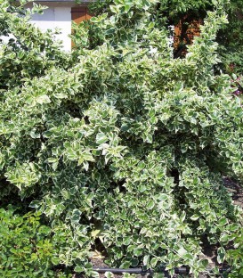 Euonymus Fortunei Emerald Gaiety / Fusain Emerald Gaiety