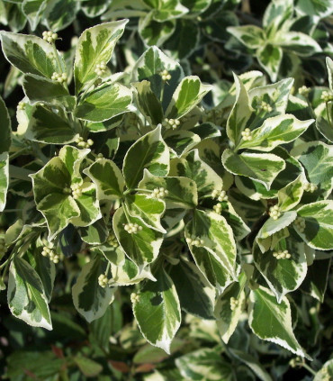 Euonymus Fortunei Emerald Gaiety / Fusain Emerald Gaiety