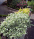 Euonymus Fortunei Emerald Gaiety / Fusain Emerald Gaiety