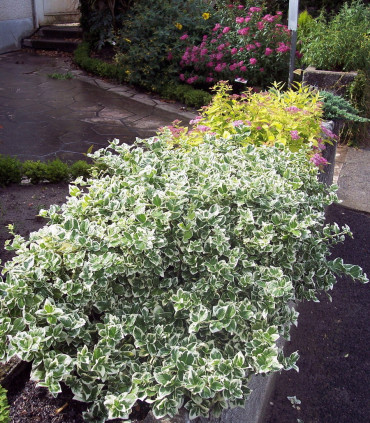 Euonymus Fortunei Emerald Gaiety / Fusain Emerald Gaiety