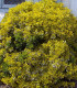Euonymus Fortunei Emerald'N Gold / Fusain Emerald Gold