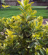 Euonymus Fortunei Emerald'N Gold / Fusain Emerald Gold