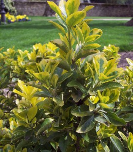 Euonymus Fortunei Emerald'N Gold / Fusain Emerald Gold