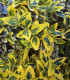 Euonymus Fortunei Emerald'N Gold / Fusain Emerald Gold
