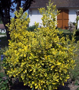 Euonymus Jap. Aureomarginatus / Fusain Aureomarginata