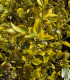 Euonymus Jap. Aureomarginatus / Fusain Aureomarginata