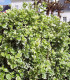 Euonymus Jap. Président Gauthier / Fusain President Gauthier